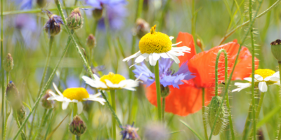 growing paper voorbeeld 1